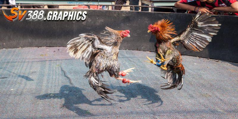 Đá Gà Cựa Sắt - Hình Thức Thi Đấu Được Yêu Thích Đặc Biệt Đá Gà Cựa Sắt - Hình Thức Thi Đấu Được Yêu Thích Đặc Biệt