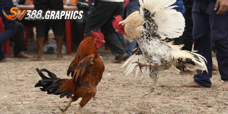 Đá Gà Cựa Dao - Thỏa Mãn Đam Mê Cùng Trận Đấu Kịch Tính Luật chọi gà cựa dao bạn cần nắm