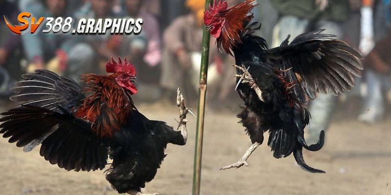 Gà Đòn C1 - Tổng Hợp Thông Tin Và Nguyên Tắc Cơ Bản Lưu ý cần nhớ khi tham gia giải C1