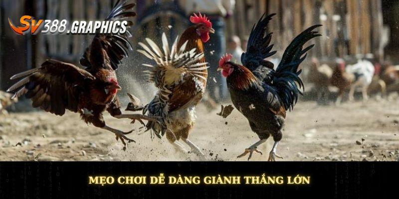 Gà Đòn Thomo - Tận Hưởng Phút Giây Thi Đấu Đầy Mãnh Liệt Mẹo chơi dễ dàng giành thắng lớn