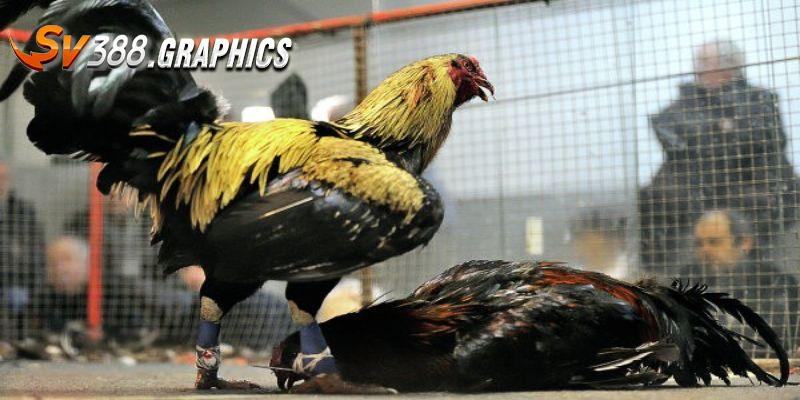 Đá Gà Cựa Sắt - Hình Thức Thi Đấu Được Yêu Thích Đặc Biệt Thi đấu cựa sắt có luật chơi thú vị