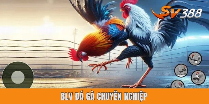 Đá Gà Trực Tiếp Sv388 | Giới Thiệu 3 Thể Thức Ưa Chuộng Nhất BLV đá gà chuyên nghiệp