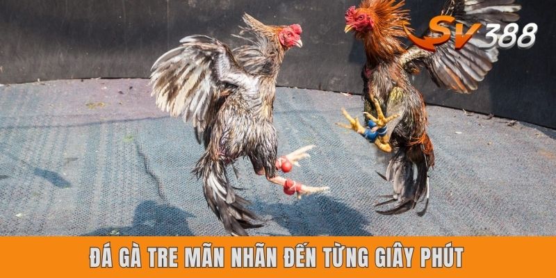 SV388 Là Gì? Khám Phá Thánh Địa Đá Gà Trực Tuyến Đỉnh Cao Đá gà tre mãn nhãn đến từng giây phút