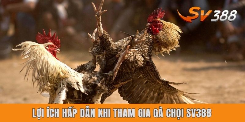 Gà Chọi SV388 - Thiên Đường Giải Trí Đỉnh Cao Nhất Năm 2025 Lợi ích hấp dẫn khi tham gia gà chọi SV388