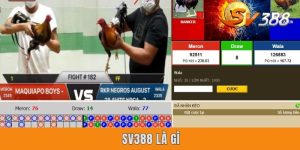 SV388 Là Gì? Khám Phá Thánh Địa Đá Gà Trực Tuyến Đỉnh Cao