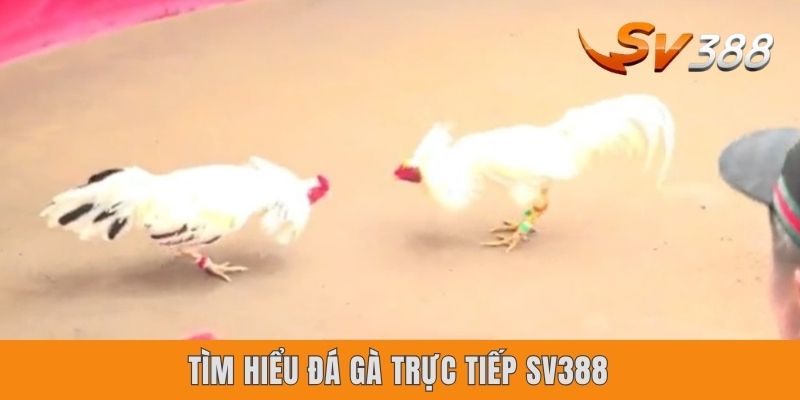 Đá Gà Trực Tiếp Sv388 | Giới Thiệu 3 Thể Thức Ưa Chuộng Nhất Tìm hiểu đá gà trực tiếp Sv388